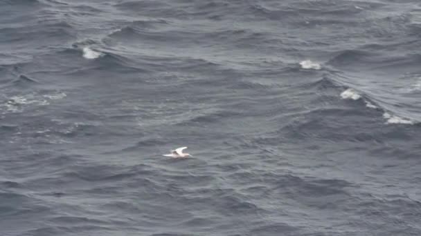 Sea bird flying over a rough ocean coast — Stock Video