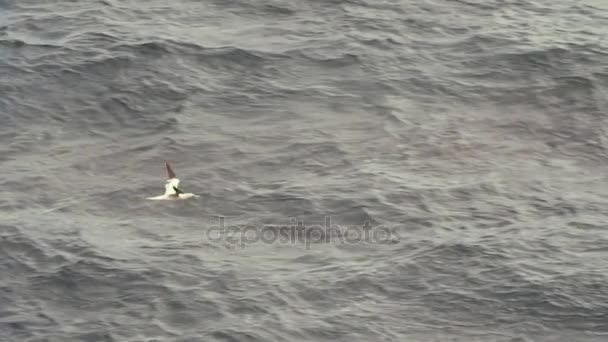 Mořských ptáků letící nad oceán pobřeží — Stock video