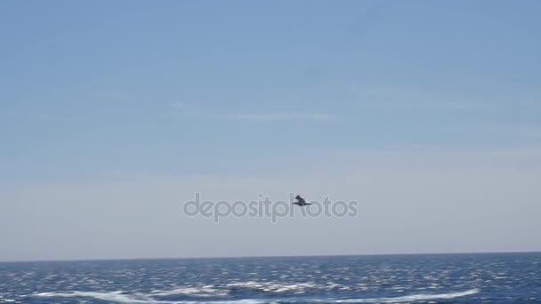 Sea birds flying over ocean — Stock Video