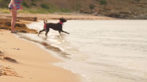 Vrouw met hond op strand spelen — Stockvideo