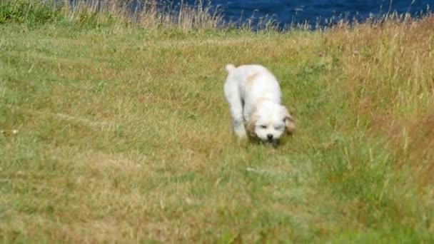 Hund löper genom området — Stockvideo