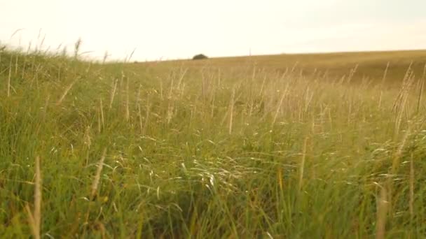 Gras waait in de wind op heuvel — Stockvideo