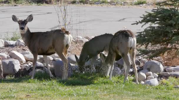 Herd of deer grazing on a homes lawn — Stock Video