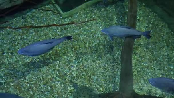 Vissen zwemmen in grote aquarium — Stockvideo