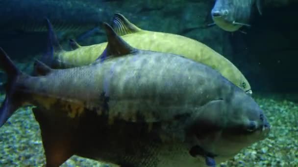 Fish swimming in large aquarium — Stock Video