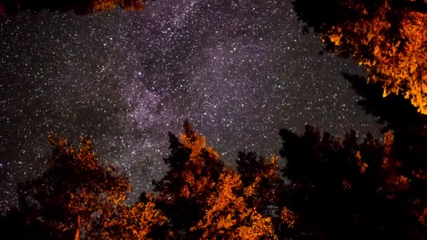 Milky way above the trees — Stock Video