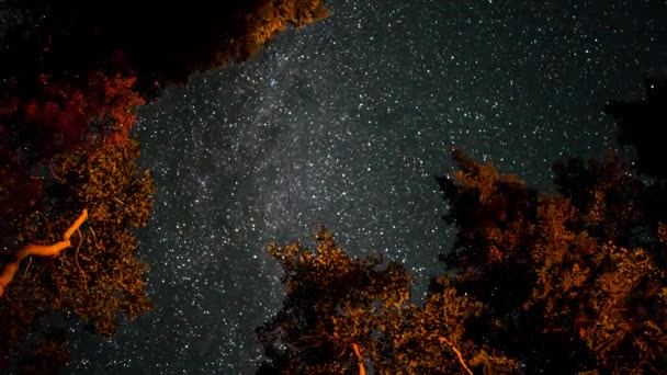 Milky way above the trees from night to morning — Stock Video