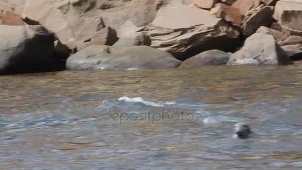 Foca salvaje nadando en el océano frente a la costa rocosa — Vídeos de Stock