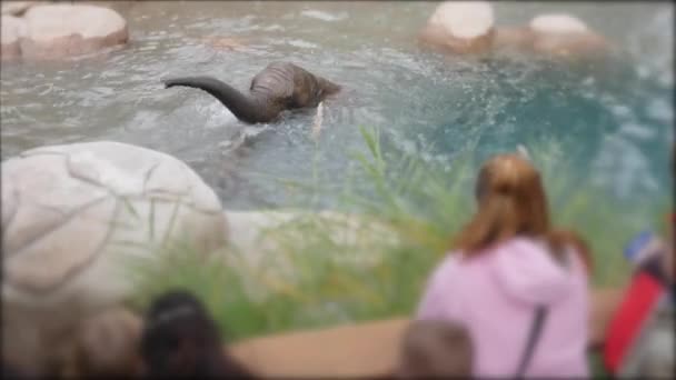 Toeristen bekijken een olifant Neem een bad — Stockvideo