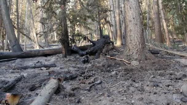 Ceniza y árboles carbonizados después de un gran incendio forestal — Vídeo de stock