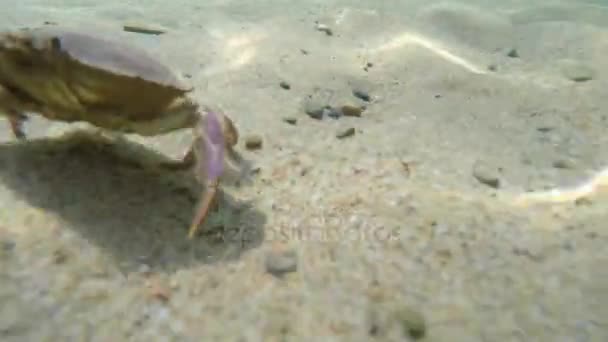 Crab walking in sand on beach — Stock Video