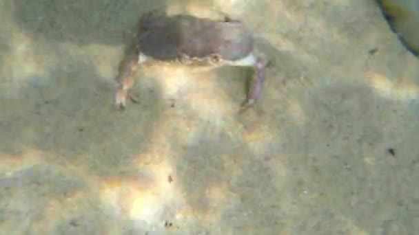Crab walking in sand on beach — Stock Video