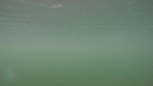 Algas flotando bajo la superficie de un lago — Vídeo de stock