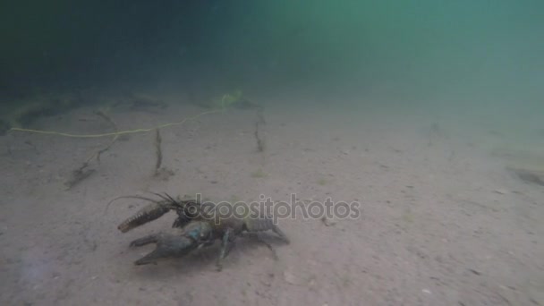 Krabbeltiere auf dem Grund des Sees — Stockvideo