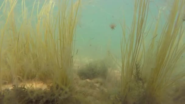 Inyección submarina de vegetación marina flotante — Vídeo de stock