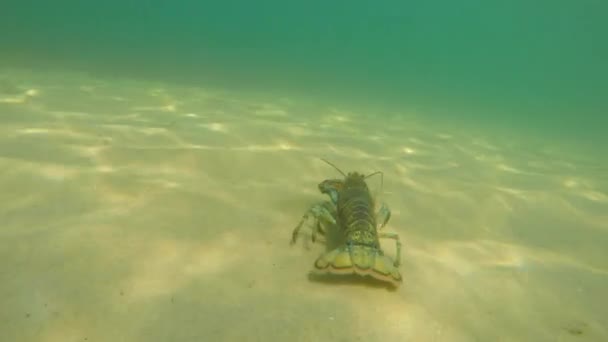 Homar, chodzenie w piasku na plaży — Wideo stockowe