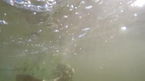 Netting a fish in shallow water — Stock Video