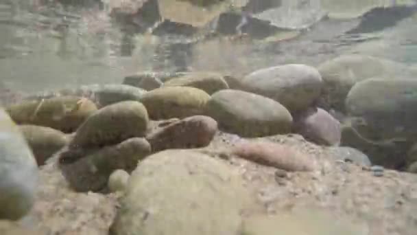 Felsen und Meeresvegetation an der Wasseroberfläche — Stockvideo
