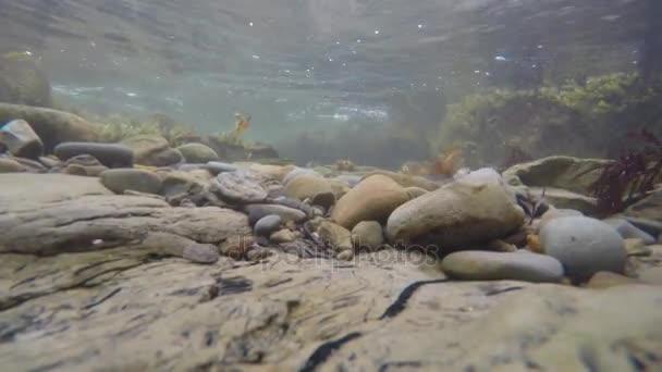 Klipporna och havet vegetation på stranden — Stockvideo