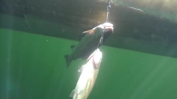 Рыба на цепи под лодкой — стоковое видео