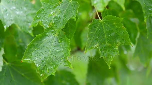 Gotas de lluvia cayendo sobre hojas — Vídeos de Stock