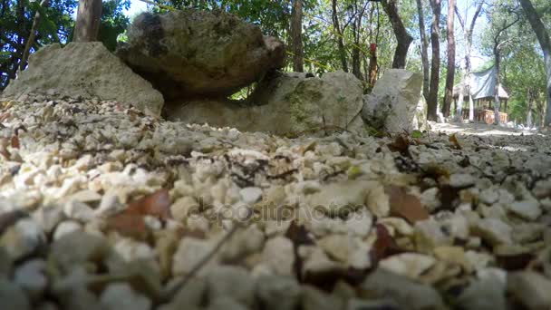 Una pista de acercamiento de hormigas en la selva — Vídeo de stock