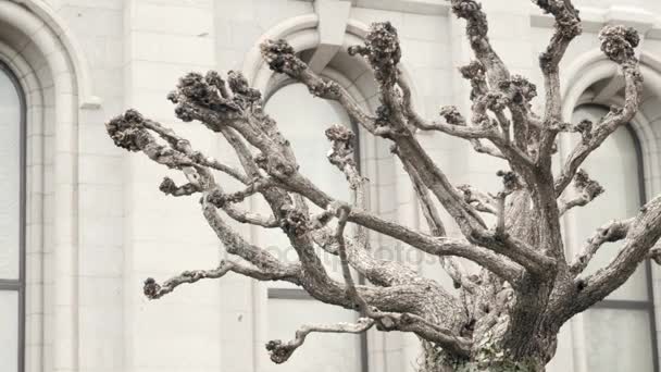 Een koele oude boom op Temple Square — Stockvideo