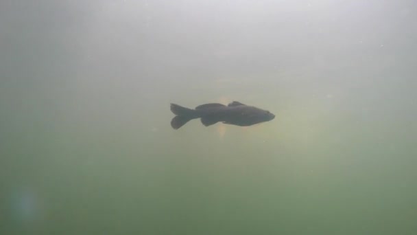 Ein Fisch schwimmt unter Wasser — Stockvideo
