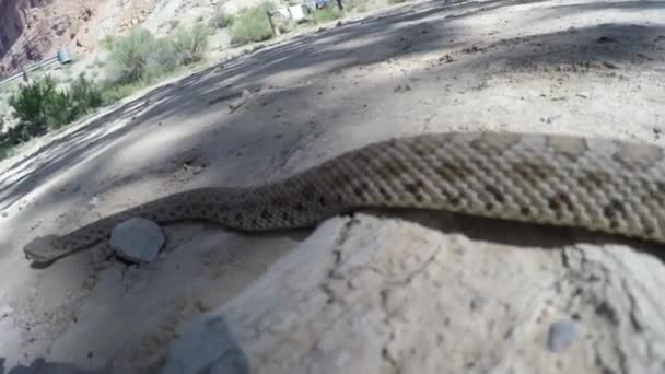 Wild great basin rattlesnake — Stock Video