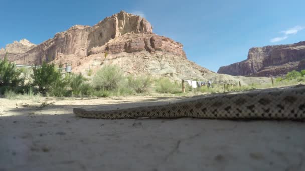 Vadon élő nagy-medence csörgőkígyó — Stock videók