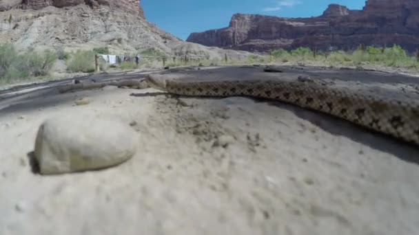 Serpiente de cascabel salvaje de gran cuenca — Vídeos de Stock