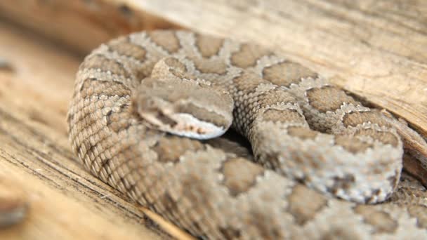 Wild great basin rattlesnake — Stock Video