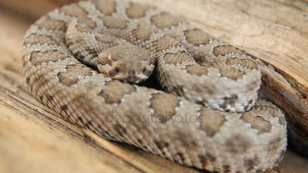 Wild great basin rattlesnake — Stock Video