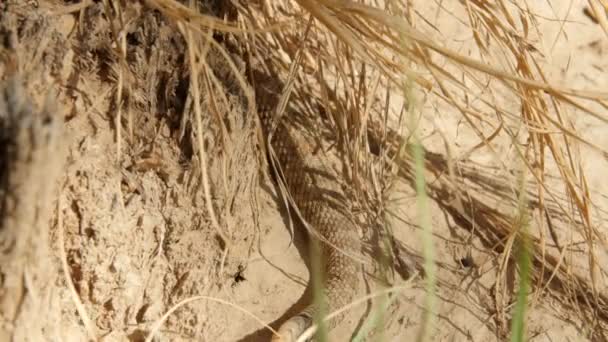 Serpiente de cascabel salvaje de gran cuenca — Vídeo de stock