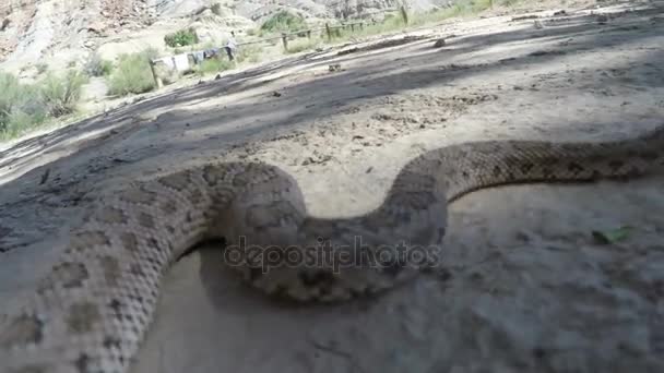 野生のグレートベースン ガラガラヘビ — ストック動画