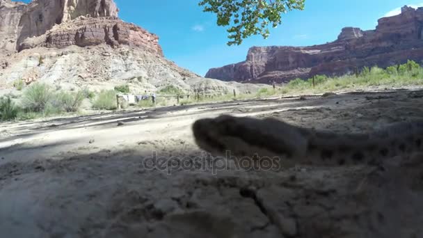 Vadon élő nagy-medence csörgőkígyó — Stock videók