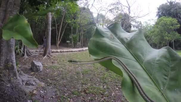 Una serpiente verde en el suelo de la selva — Vídeos de Stock