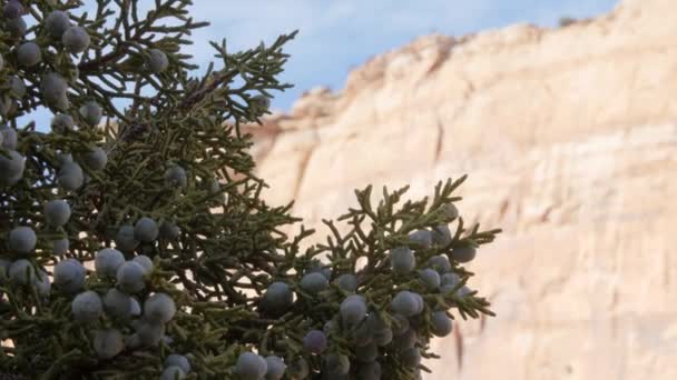 Ένα δέντρο ιουνιπέρων με μούρα σε ένα φαράγγι της ερήμου — Αρχείο Βίντεο