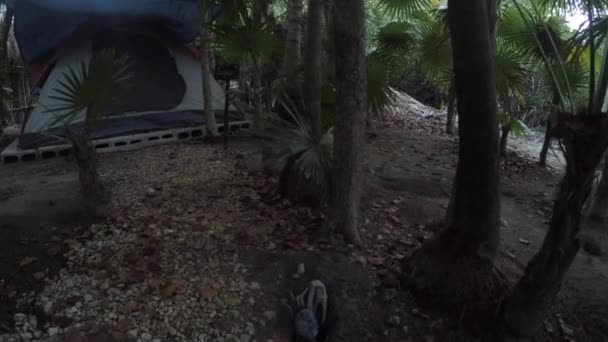 Crab In A Hole By A Tent In The Jungle — Stock Video