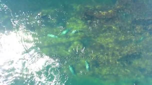 Vaina de focas de natación grises — Vídeos de Stock