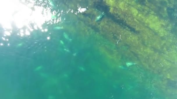 Стручок сірих тюленів для плавання — стокове відео