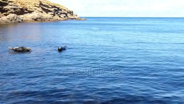 Vaina de focas de natación grises — Vídeos de Stock