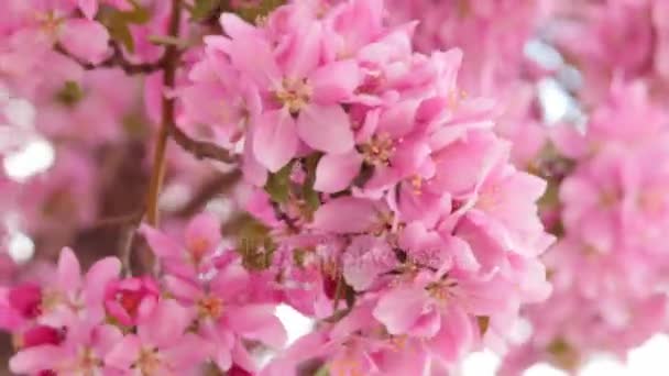 Güzel bahar çiçekleri — Stok video