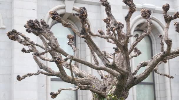 Прохладное старое дерево на Храмовой площади — стоковое видео