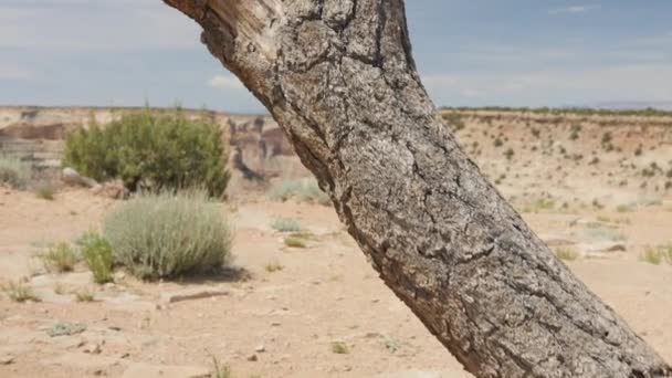 Uma velha árvore morta e um desfiladeiro do deserto — Vídeo de Stock