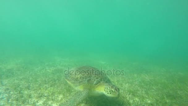 Schwimmende Schildkröte — Stockvideo