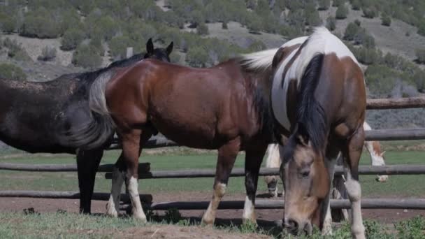 Horses grazing at beautiful ranch — Stock Video