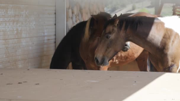 Pferde grasen auf schöner Ranch — Stockvideo