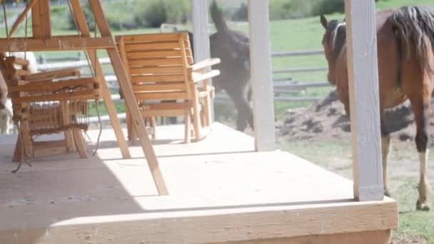 Caballos pastando en hermoso rancho — Vídeo de stock