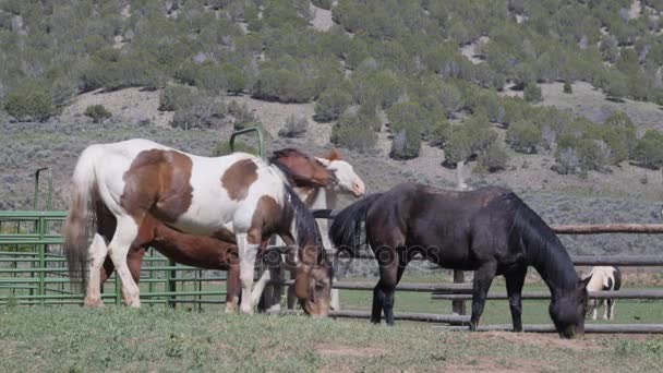 Pferde grasen auf schöner Ranch — Stockvideo